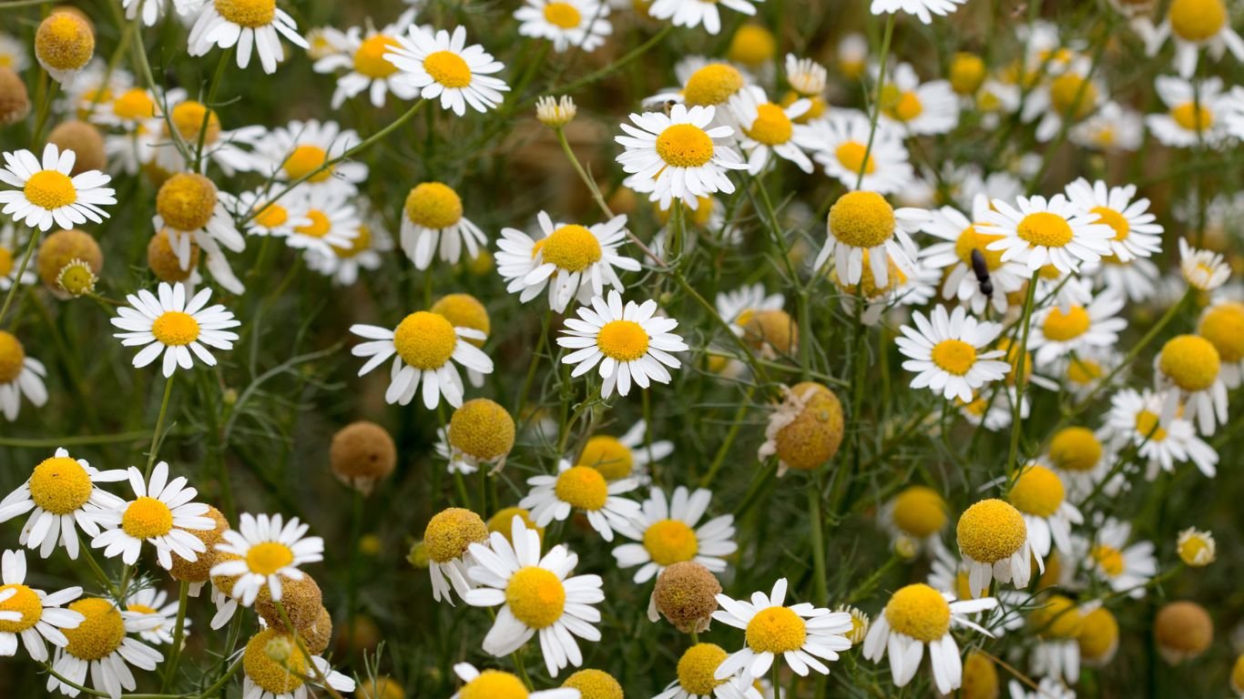 Chamomile flower
