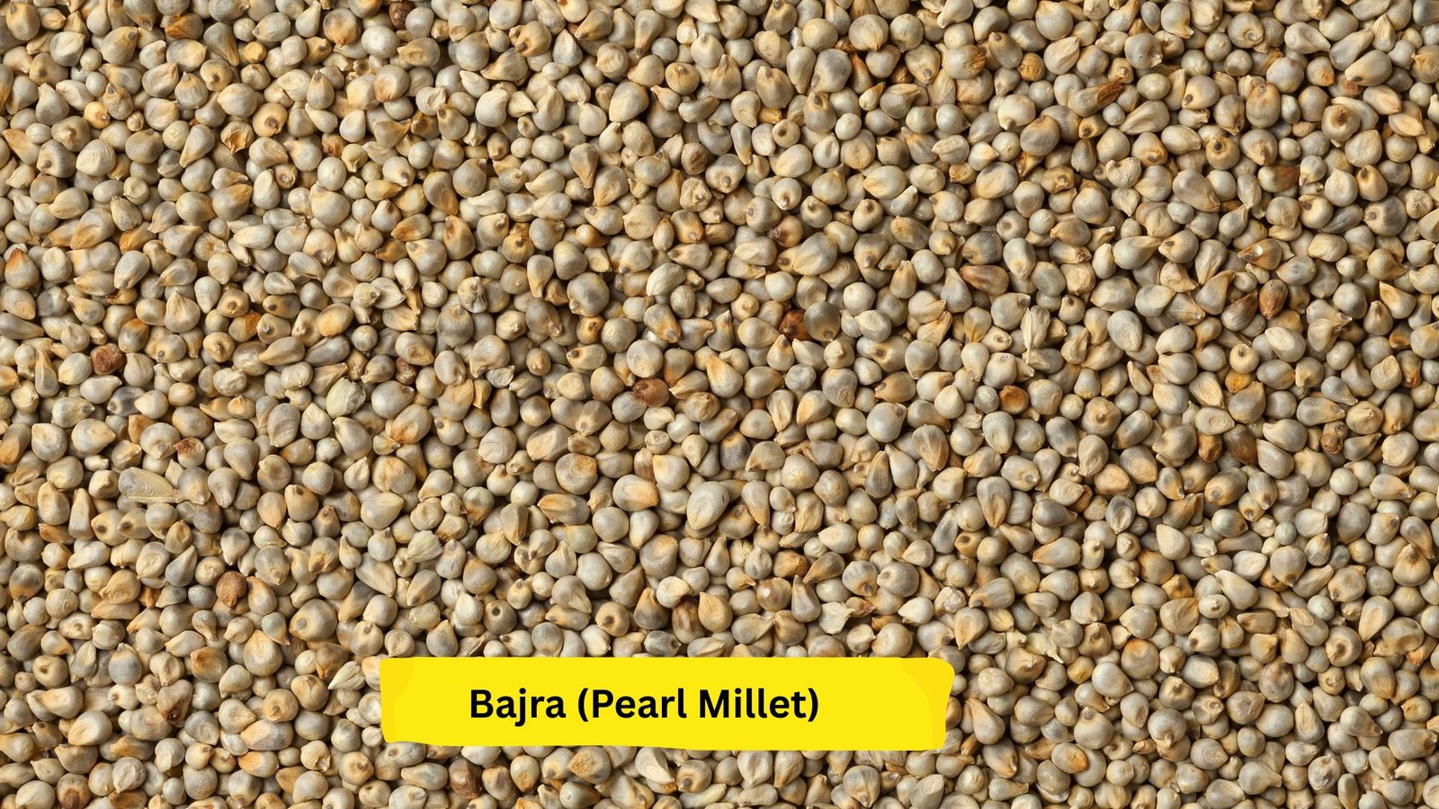 Bajra (Pearl Millet)
