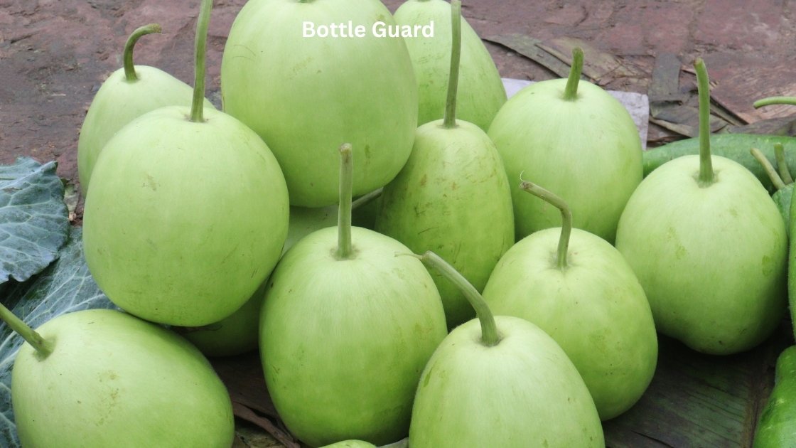 Bottle Guard