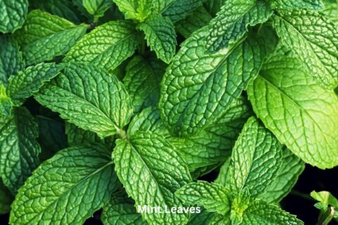 Mint Leaves