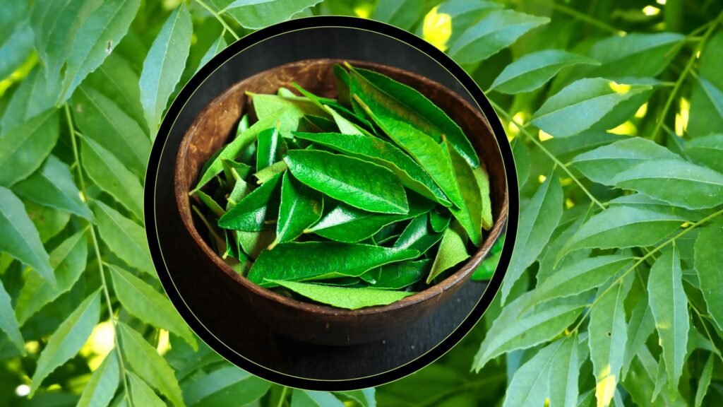 Curry Leaves